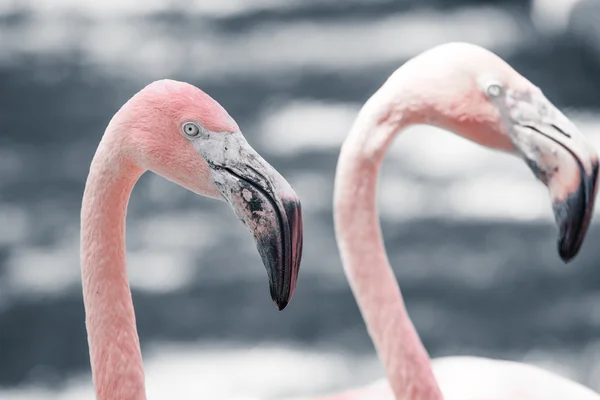 Różowe flamingi przeciw tło zamazane pole — Zdjęcie stockowe