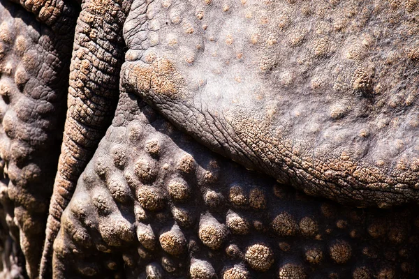 Closeup of the strong armor of a rhinoceros — Stock Photo, Image