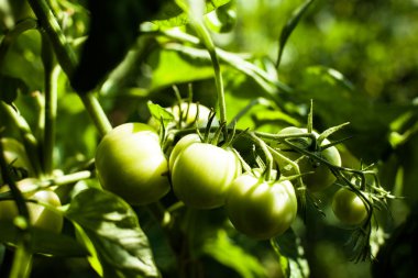 Bahçedeki yeşil domatesler