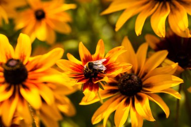 Parlak sarı rudbeckia ya da Siyah Gözlü Susan çiçekleri bahçede
