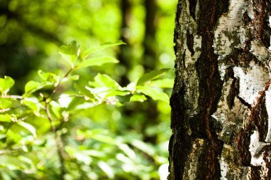 Yaz ormandaki güzel huş ağaçları