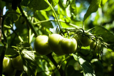 Bahçedeki yeşil domatesler