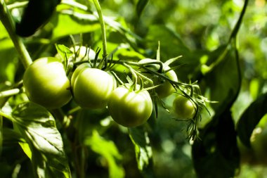 Bahçedeki yeşil domatesler