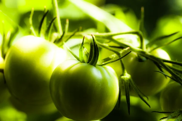 Pomodori verdi in un giardino — Foto Stock