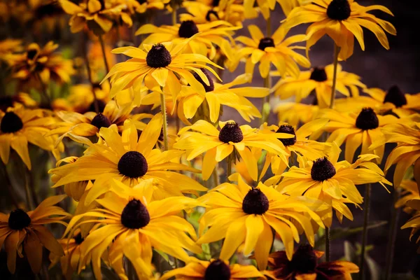 Fiori gialli vivaci di rudbeckia o Susan dagli occhi neri in giardino — Foto Stock