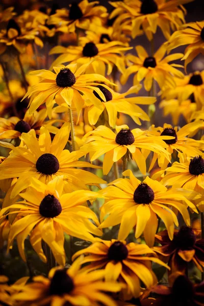 Leuchtend gelbe Rudbeckia oder Black Eyed Susan blüht im Garten — Stockfoto