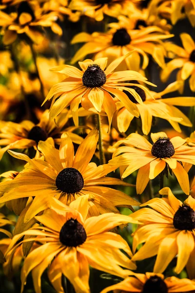 Rudbeckia amarillo brillante o flores de Susan de ojos negros en el jardín —  Fotos de Stock