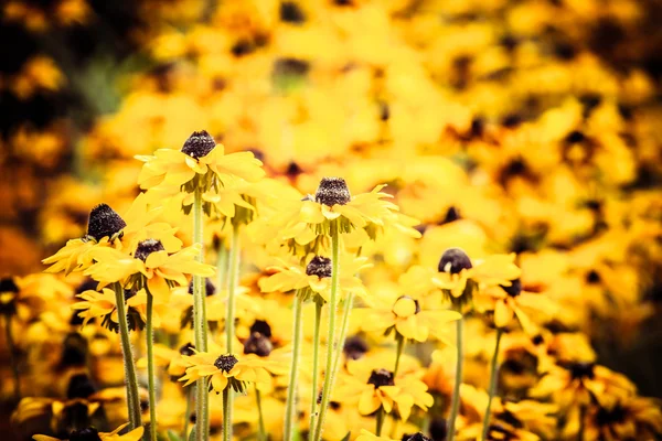 Bright yellow rudbeckia or Black Eyed Susan flowers in the garden — Stock Photo, Image