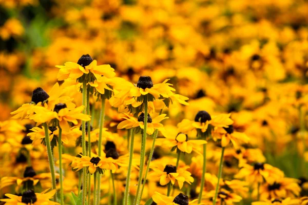 Jasně žlutá rudbeckia nebo černooká Susan květiny v zahradě — Stock fotografie