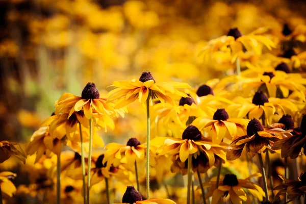 Fiori gialli vivaci di rudbeckia o Susan dagli occhi neri in giardino — Foto Stock