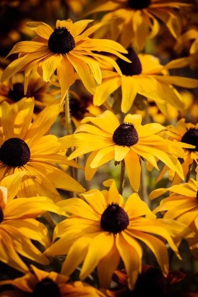 Leuchtend gelbe Rudbeckia oder Black Eyed Susan blüht im Garten — Stockfoto