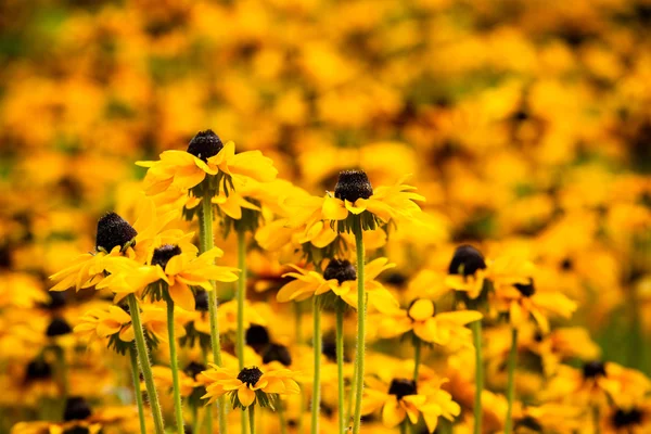 Rudbeckia amarillo brillante o flores de Susan de ojos negros en el jardín — Foto de Stock