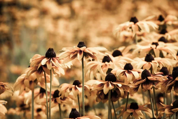 Parlak sarı rudbeckia ya da Siyah Gözlü Susan çiçekleri bahçede — Stok fotoğraf