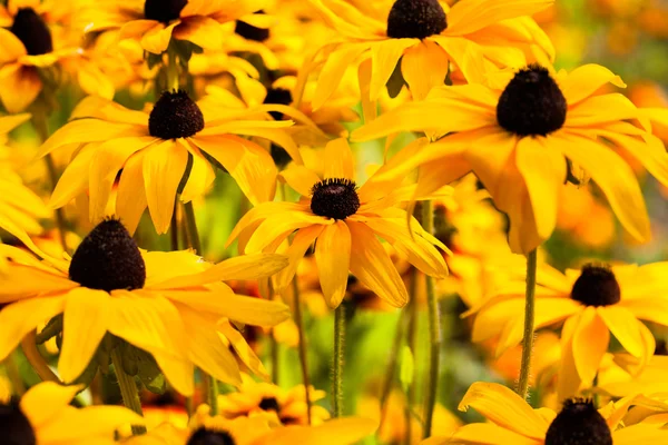 Ярко-желтая rudbeckia или Black Eyed Susan цветы в саду — стоковое фото