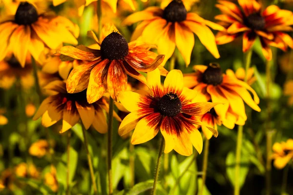 Fiori gialli vivaci di rudbeckia o Susan dagli occhi neri in giardino — Foto Stock