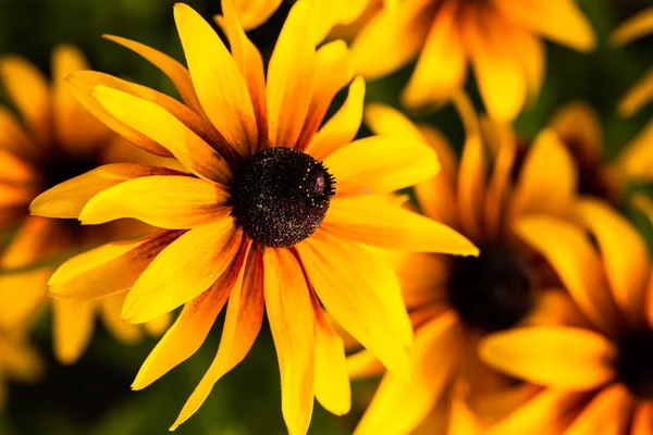 Fiori gialli vivaci di rudbeckia o Susan dagli occhi neri in giardino — Foto Stock