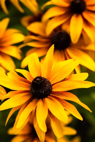 Rudbeckia amarillo brillante o flores de Susan de ojos negros en el jardín — Foto de Stock