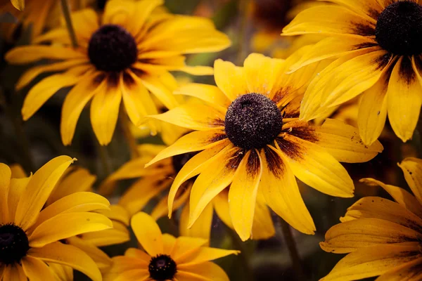 Ярко-желтая rudbeckia или Black Eyed Susan цветы в саду — стоковое фото