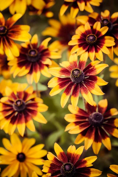 Ярко-желтая rudbeckia или Black Eyed Susan цветы в саду — стоковое фото