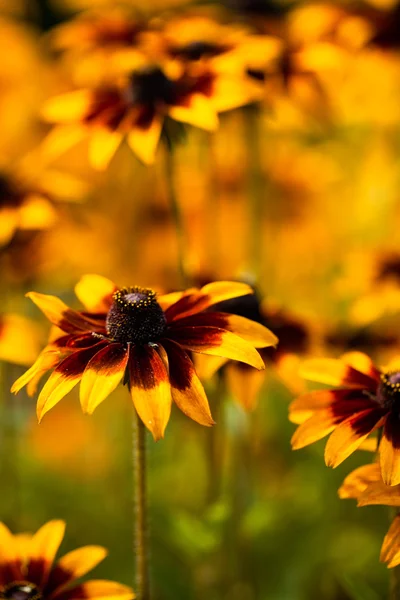 Rudbeckia jaune vif ou fleurs Susan aux yeux noirs dans le jardin — Photo