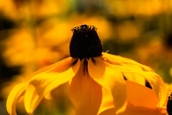 Rudbeckia amarillo brillante o flores de Susan de ojos negros en el jardín — Foto de Stock
