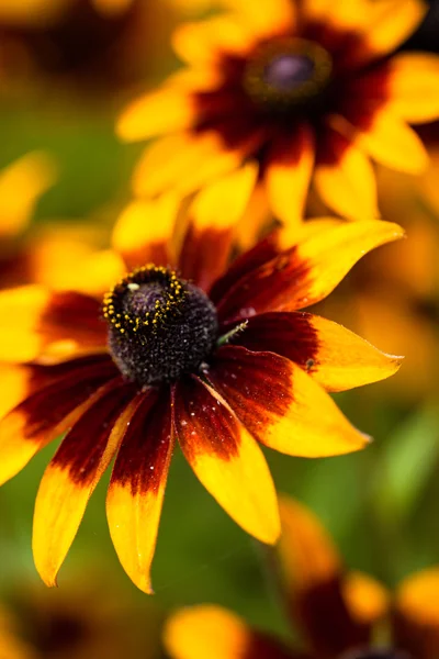 Rudbeckia amarillo brillante o flores de Susan de ojos negros en el jardín — Foto de Stock