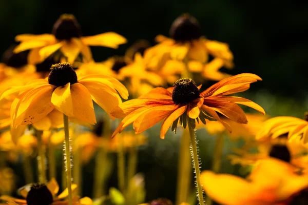 Heldere gele rudbeckia of Zwarte Eyed Susan bloemen in de tuin — Stockfoto