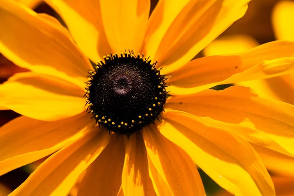 Jasně žlutá rudbeckia nebo černooká Susan květiny v zahradě — Stock fotografie