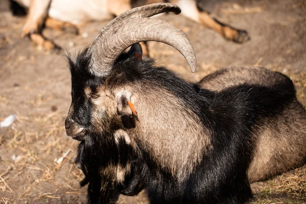 Male moufflon with his group in the background — Stock Photo, Image