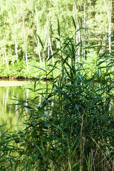 Grüne Seenlandschaft — Stockfoto