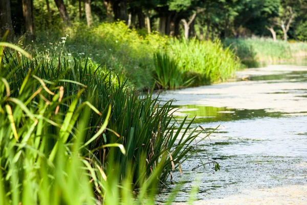 Green lake nature landscape — Stock Photo, Image