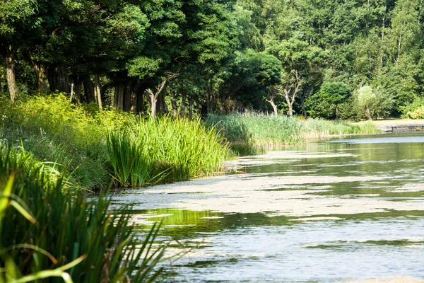 Verde lago natureza paisagem — Fotografia de Stock