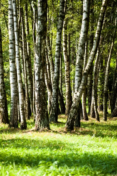 Hermosos abedules en un bosque de verano —  Fotos de Stock