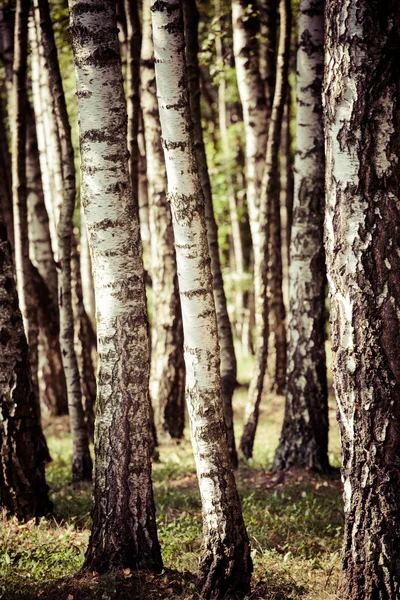 Hermosos abedules en un bosque de verano — Foto de Stock