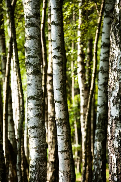 Hermosos abedules en un bosque de verano — Foto de Stock