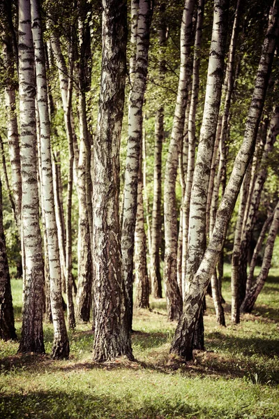 Belas bétulas em uma floresta de verão — Fotografia de Stock