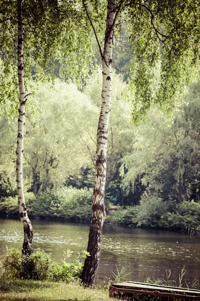 Beautiful birch trees in a summer forest — Stock Photo, Image