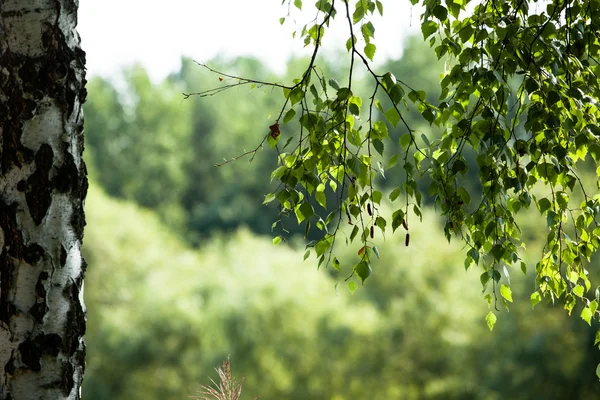 Belle betulle in una foresta estiva — Foto Stock