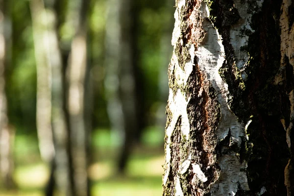 Hermosos abedules en un bosque de verano — Foto de Stock