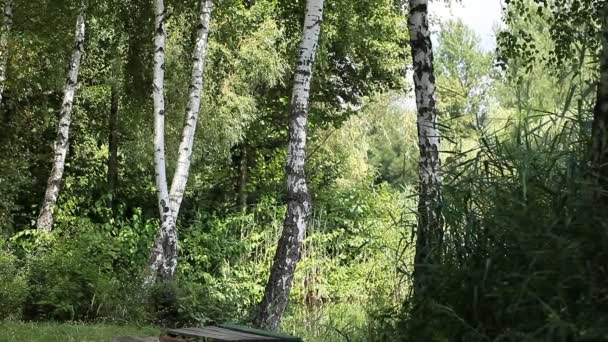 Mooie berkenbomen in een zomer forest — Stockvideo