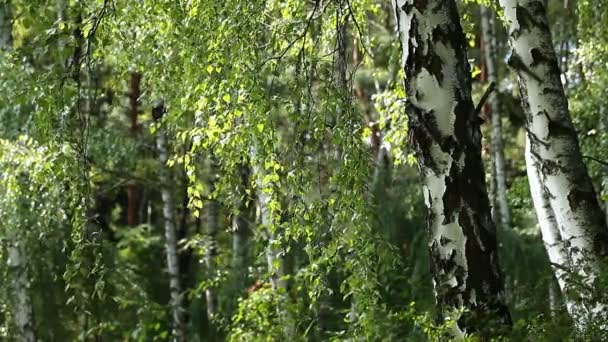 Schöne Birken in einem Sommerwald — Stockvideo