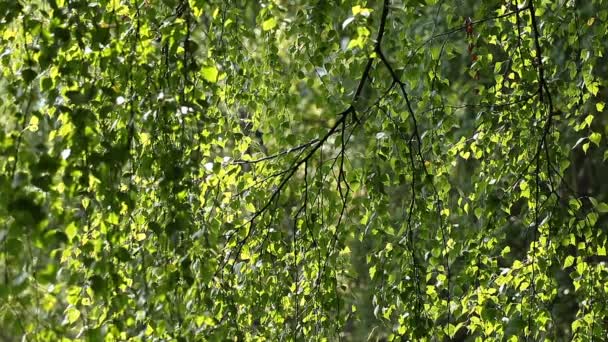 Vacker björkträd i en skog med sommaren — Stockvideo