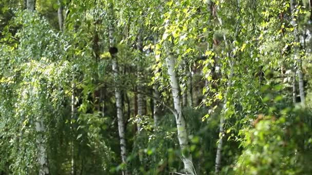 夏季森林里美丽的白桦树 — 图库视频影像
