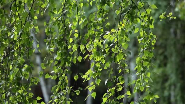 Beaux bouleaux dans une forêt d'été — Video