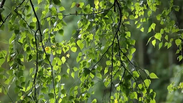 Hermosos abedules en un bosque de verano — Vídeos de Stock