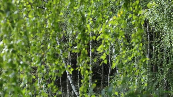 Yaz ormandaki güzel huş ağaçları — Stok video
