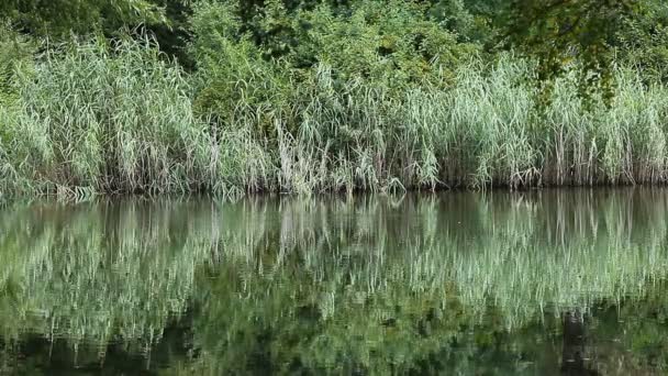 Lago verde naturaleza paisaje — Vídeos de Stock