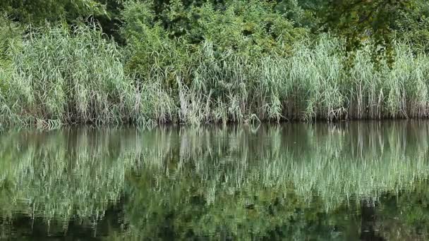 Lac vert paysage nature 