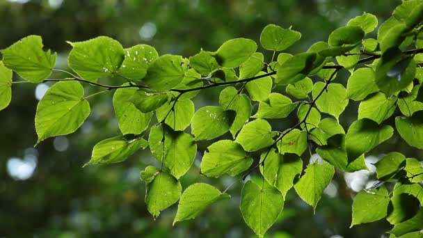 Beaux bouleaux dans une forêt d'été — Video