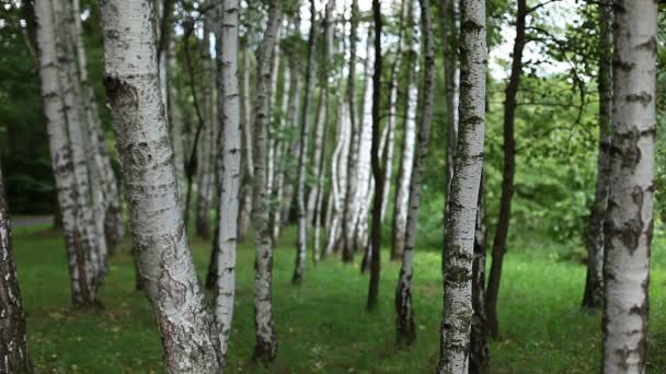 Mooie berkenbomen in een zomer forest — Stockvideo